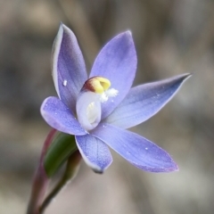 Thelymitra pauciflora (Slender Sun Orchid) at QPRC LGA - 8 Nov 2023 by Csteele4