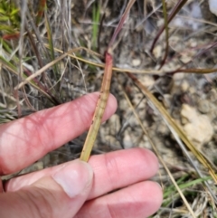Thelymitra pauciflora at QPRC LGA - 8 Nov 2023