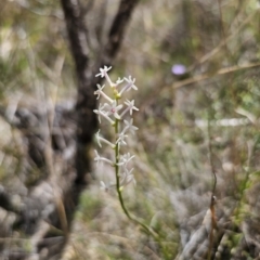 Stackhousia monogyna (Creamy Candles) at Captains Flat, NSW - 8 Nov 2023 by Csteele4