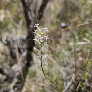 Stackhousia monogyna at QPRC LGA - 8 Nov 2023 01:44 PM