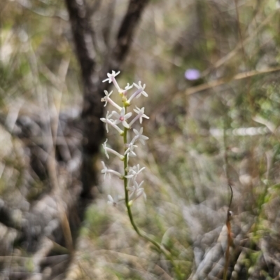 Stackhousia monogyna (Creamy Candles) at Captains Flat, NSW - 8 Nov 2023 by Csteele4