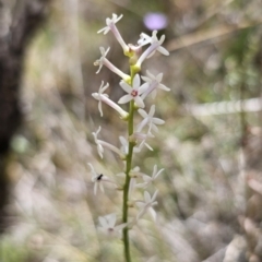 Stackhousia monogyna at QPRC LGA - 8 Nov 2023 01:44 PM