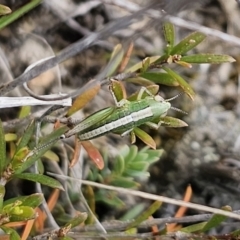 Praxibulus sp. (genus) (A grasshopper) at Captains Flat, NSW - 8 Nov 2023 by Csteele4