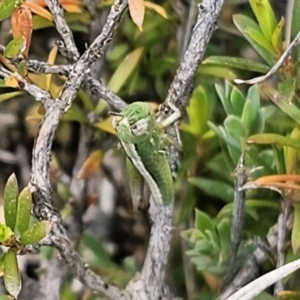 Praxibulus sp. (genus) at QPRC LGA - 8 Nov 2023