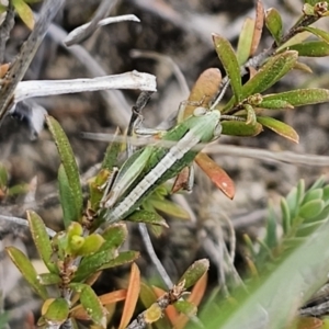 Praxibulus sp. (genus) at QPRC LGA - 8 Nov 2023