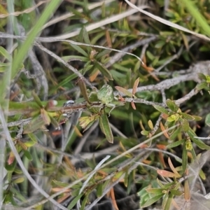 Praxibulus sp. (genus) at QPRC LGA - 8 Nov 2023