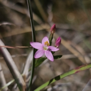 Centaurium sp. at QPRC LGA - 8 Nov 2023