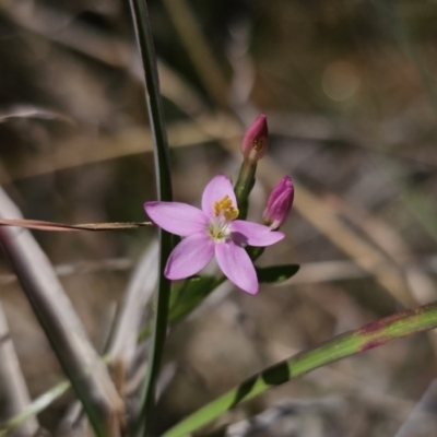 Centaurium sp. (Centaury) at Captains Flat, NSW - 8 Nov 2023 by Csteele4