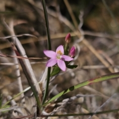 Centaurium sp. at QPRC LGA - 8 Nov 2023 01:52 PM