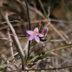 Centaurium sp. at QPRC LGA - 8 Nov 2023 01:52 PM