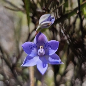 Thelymitra simulata at QPRC LGA - 8 Nov 2023