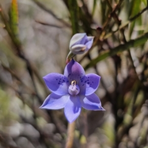 Thelymitra simulata at QPRC LGA - 8 Nov 2023