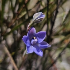 Thelymitra simulata at QPRC LGA - 8 Nov 2023