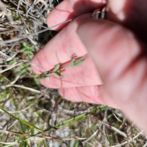 Hypericum gramineum at QPRC LGA - 8 Nov 2023 01:55 PM