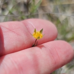 Hypericum gramineum at QPRC LGA - 8 Nov 2023 01:55 PM