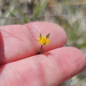 Hypericum gramineum at QPRC LGA - 8 Nov 2023 01:55 PM