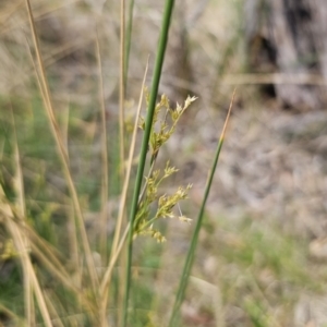 Juncus sp. at QPRC LGA - 8 Nov 2023 02:03 PM