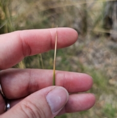 Juncus sp. at QPRC LGA - 8 Nov 2023 02:03 PM