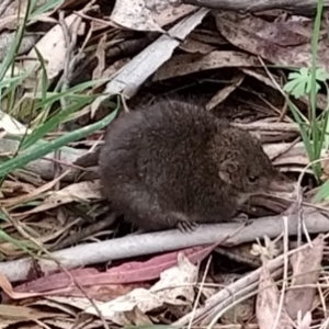 Antechinus mimetes mimetes at Tidbinbilla Nature Reserve - 6 Nov 2023 09:37 AM