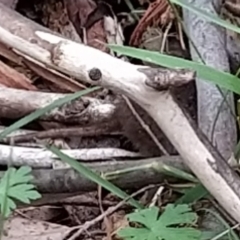 Antechinus mimetes mimetes at Tidbinbilla Nature Reserve - 6 Nov 2023 09:37 AM