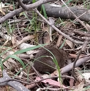 Antechinus mimetes mimetes at Tidbinbilla Nature Reserve - 6 Nov 2023