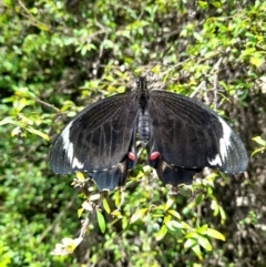 Papilio aegeus (Orchard Swallowtail, Large Citrus Butterfly) at Canberra Central, ACT - 8 Nov 2023 by VanceLawrence