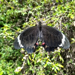 Papilio aegeus at ANBG - 8 Nov 2023