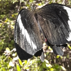 Papilio aegeus at ANBG - 8 Nov 2023