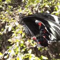 Papilio aegeus at ANBG - 8 Nov 2023