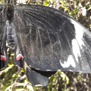 Papilio aegeus at ANBG - 8 Nov 2023