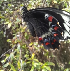 Papilio aegeus at ANBG - 8 Nov 2023
