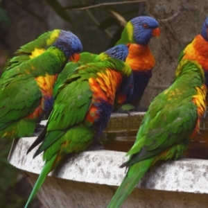 Trichoglossus moluccanus at Sheldon, QLD - suppressed