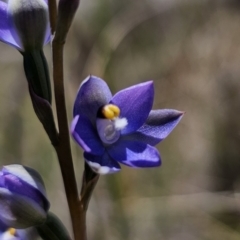 Cyanicula caerulea at Captains Flat, NSW - 8 Nov 2023 by Csteele4