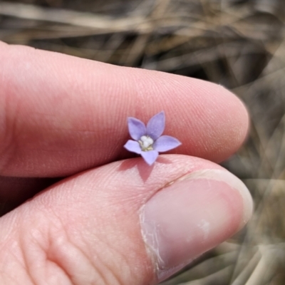 Wahlenbergia sp. (Bluebell) at Captains Flat, NSW - 8 Nov 2023 by Csteele4