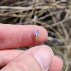 Wahlenbergia sp. at QPRC LGA - 8 Nov 2023 01:22 PM