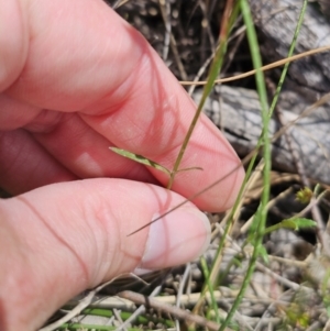 Wahlenbergia sp. at QPRC LGA - 8 Nov 2023