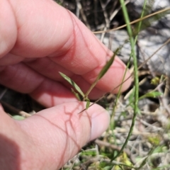 Wahlenbergia sp. at QPRC LGA - 8 Nov 2023