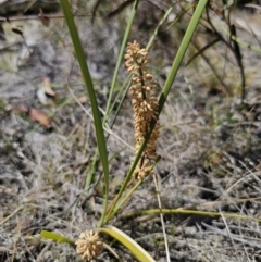 Lomandra multiflora (Many-flowered Matrush) at QPRC LGA - 8 Nov 2023 by Csteele4