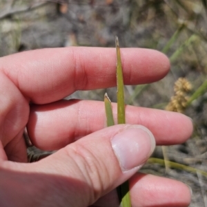 Lomandra multiflora at QPRC LGA - 8 Nov 2023 01:24 PM