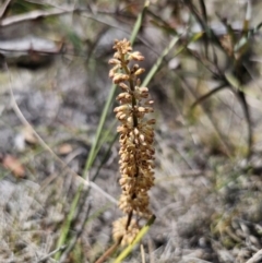 Lomandra multiflora at QPRC LGA - 8 Nov 2023 01:24 PM