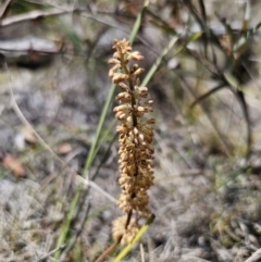 Lomandra multiflora at QPRC LGA - 8 Nov 2023