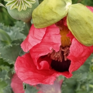 Papaver somniferum at Isaacs Ridge and Nearby - 8 Nov 2023