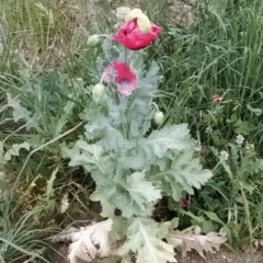 Papaver somniferum at Isaacs Ridge and Nearby - 8 Nov 2023