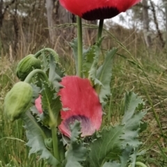 Papaver somniferum at Isaacs Ridge and Nearby - 8 Nov 2023