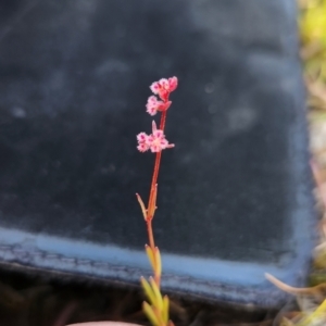 Haloragis heterophylla at Majura, ACT - suppressed