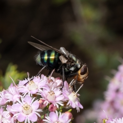 Rutilia (Ameniamima) argentifera (A Bristle fly) at ANBG - 7 Nov 2023 by Roger