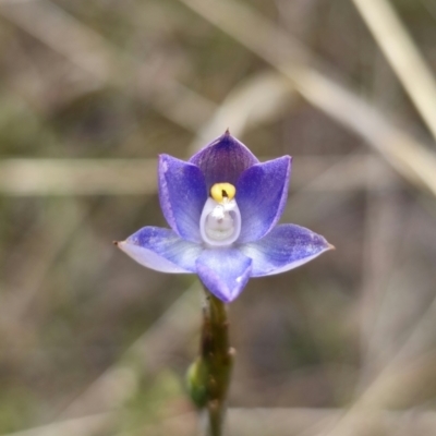 Thelymitra brevifolia (Short-leaf Sun Orchid) at Captains Flat, NSW - 8 Nov 2023 by Csteele4