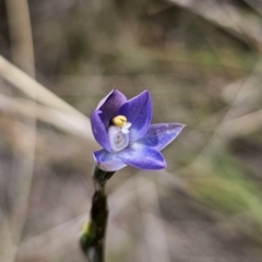 Thelymitra brevifolia at QPRC LGA - suppressed