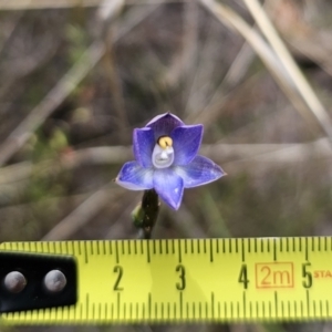 Thelymitra brevifolia at QPRC LGA - suppressed