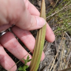 Thelymitra brevifolia at QPRC LGA - suppressed